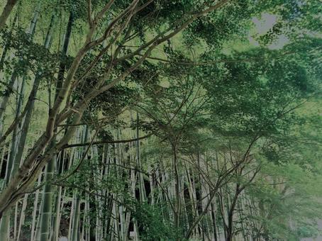 Photo, bamboo forest, bamboo, bamboo shoots, 
