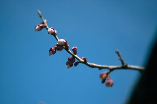 桜 桜の写真