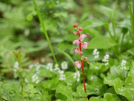 ベニバナイチヤクソウの写真