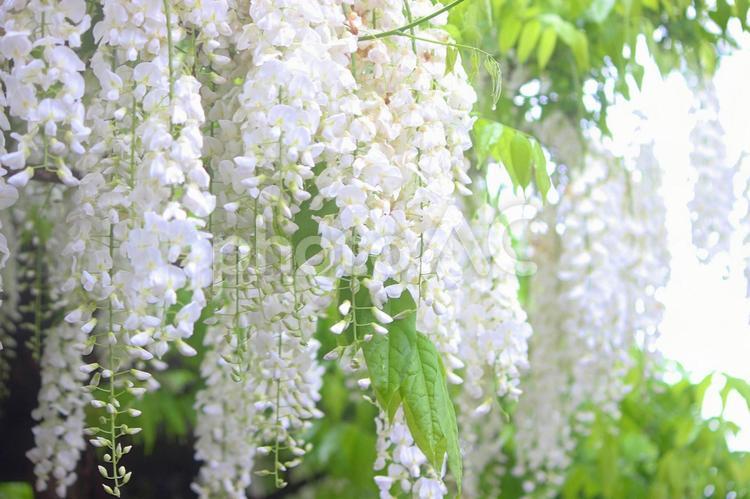 日光に照らされる白い藤の花 藤,藤の花,花の写真素材