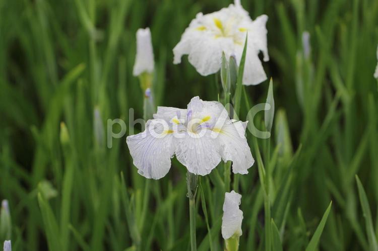 滴の残る白い花菖蒲の花たち 花菖蒲,ハナショウブ,アヤメ科の写真素材