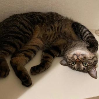 猫 猫の写真