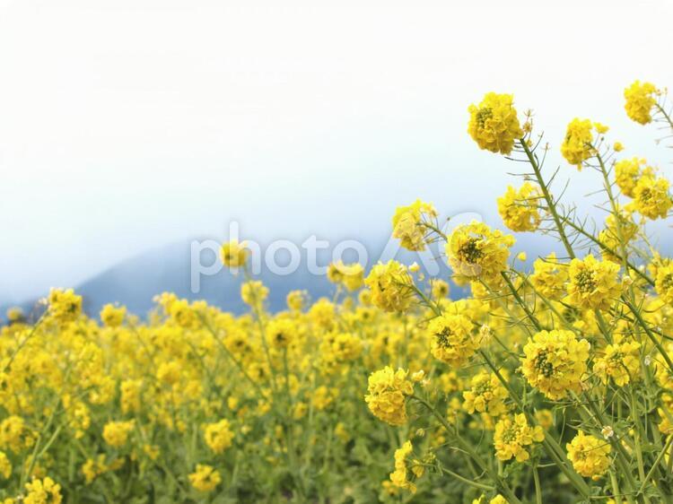 満開の菜の花、春、菜の花畑、背景素材 菜の花,菜の花畑,背景素材の写真素材