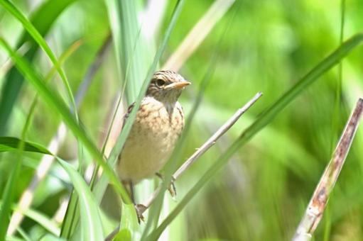 ノビタキの幼鳥 ノビタキの幼鳥の写真