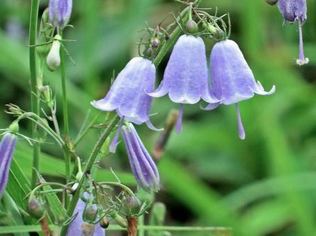釣鐘の形をしたツリガネニンジンの花 釣鐘の形をしたツリガネニンジンの花 ツリガネニンジン,花,紫色の花の写真素材