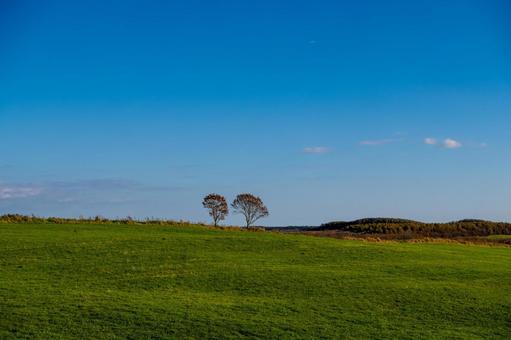 秋の草原と丘の木々 牧草,青空,空の写真素材