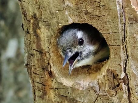 巣穴から顔をだすコゲラ コゲラ,キツツキ,啄木鳥の写真素材