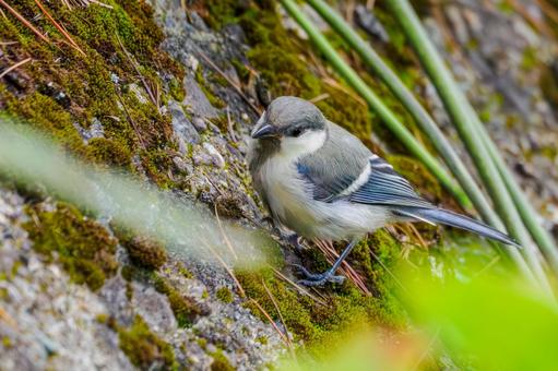 シジュウカラの若鳥⑴ シジュウカラの若鳥⑴ 野鳥,鳥,シジュウカラの写真素材