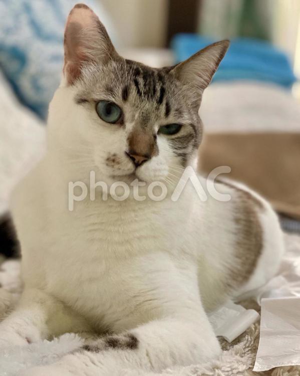 くつろぐシャムミックス猫さま　縦画像 猫,シャムトラ,ソファの写真素材