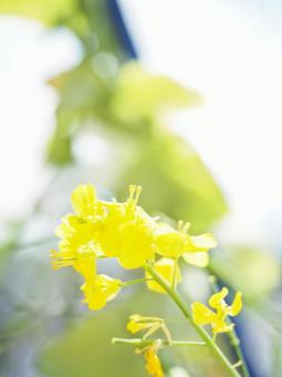 菜の花 菜の花の写真
