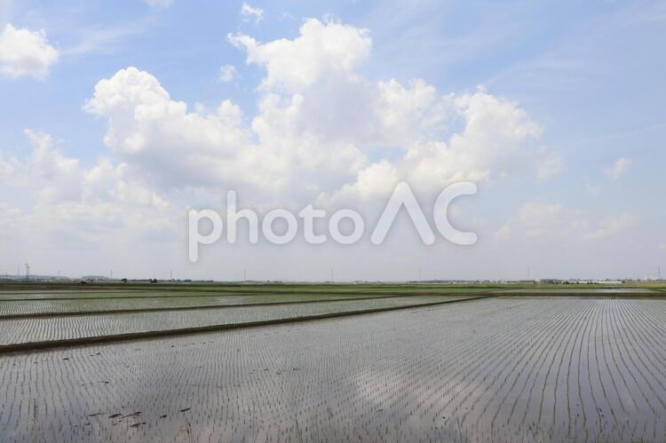 千葉県香取市　JR鹿島線十二橋駅付近からの田園風景 香取市,香取,佐原の写真素材