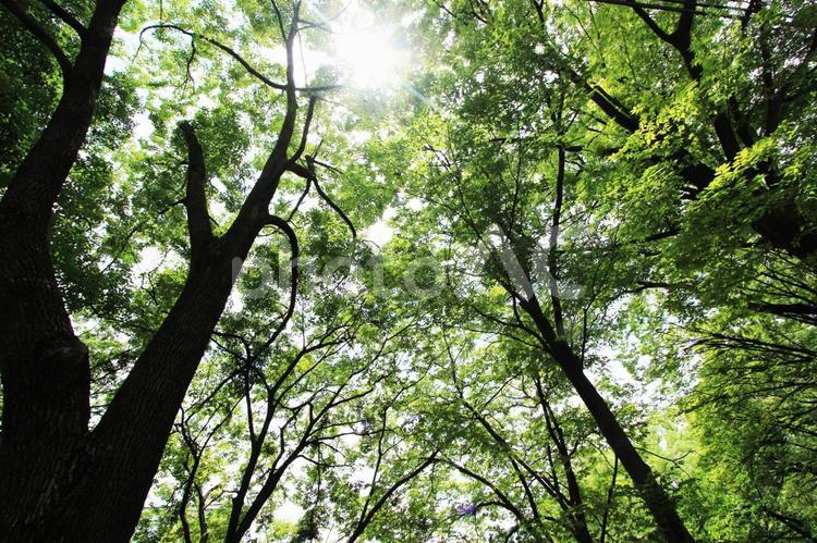 木漏れ日 アロマ,ウォーキング,ジョギングの写真素材