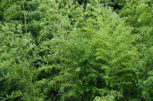 竹林 竹林 笹,葉,植物の写真素材