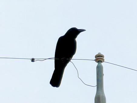 電線にとまるカラスの写真
