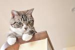 猫 上から見下ろす可愛いトラ猫のコピースペースのあるネコの背景素材　 猫,ねこ,ネコの写真素材