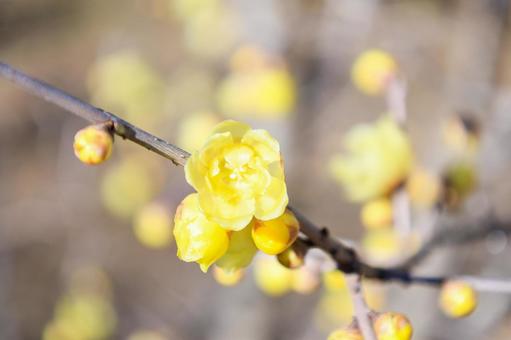 Photo, wax plum, flurry, yellow, 