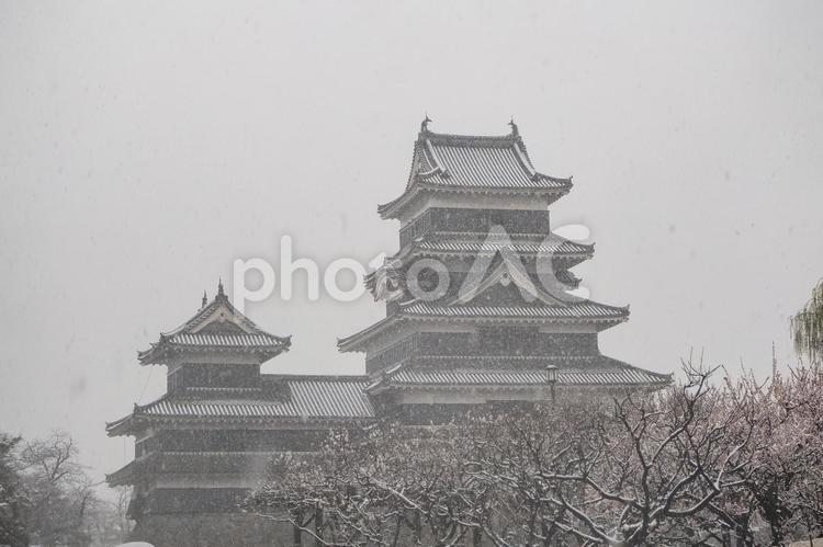 降雪と松本城と梅の花 雪,松本城,梅の写真素材