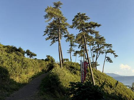福井県東尋坊 日本海の見える遊歩道 福井県東尋坊 日本海の見える遊歩道 遊歩道,荒磯遊歩道,草木の写真素材