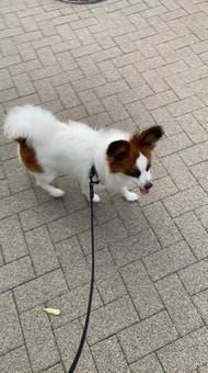 Photo, papillon, dog, pet dog, 