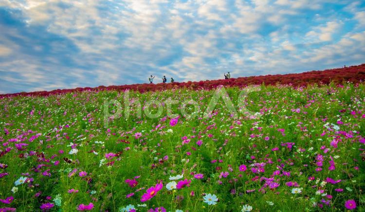 茨城県　国営ひたち海浜公園　秋桜とコキア 箒草,風景,絶景の写真素材