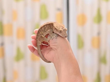 女性の手に乗るクレステッドゲッコー 3 クレステッドゲッコー,ヤモリ,ペットの写真素材