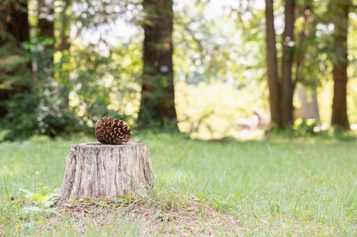 切り株と松ぼっくり 切り株,松ぼっくり,背景素材の写真素材