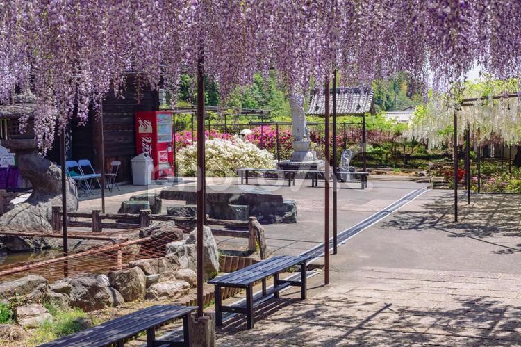 骨波田の藤棚の藤の花37 骨波田の藤,長泉寺,藤棚の写真素材