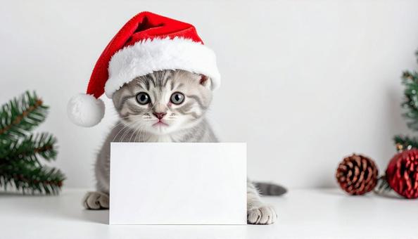 サンタ帽をかぶったかわいい子猫 サンタ帽をかぶったかわいい子猫の写真