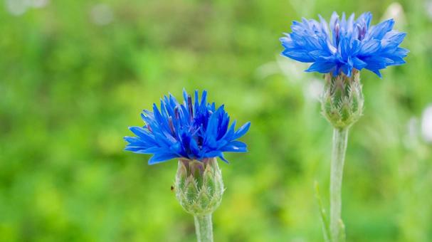 Blue Cornflowers Vivid Colors, JPG