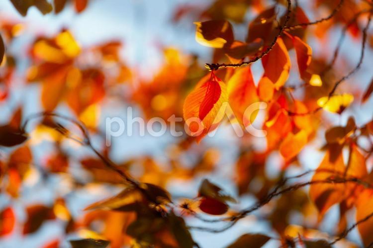 夕日を浴びる染井吉野のの紅葉 秋,紅葉,自然の写真素材