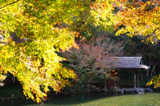 日本の庭園と紅葉 日本の庭園と紅葉の写真