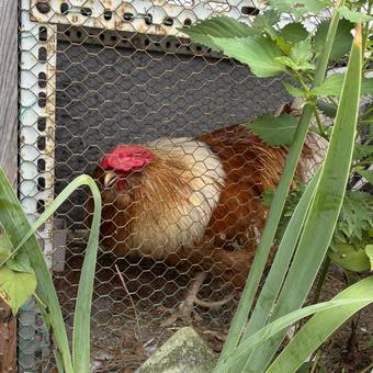 おはよう！にわとり♡の写真