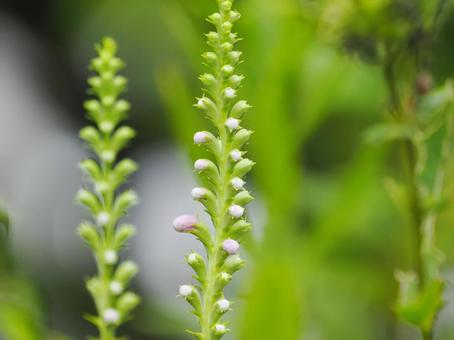 カクトラノオ カクトラノオの写真