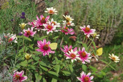百日草の蜜を吸う黄色い蝶達 黄色,蝶,秋の写真素材