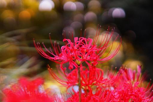 彼岸花 彼岸花 彼岸花,曼珠沙華,地獄花の写真素材