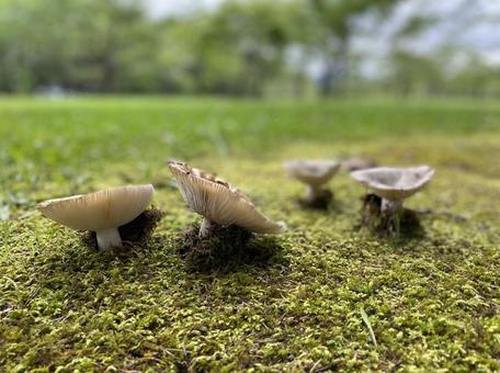 群生するきのこ 群生するきのこ きのこ,ベニタケ科,自然の写真素材