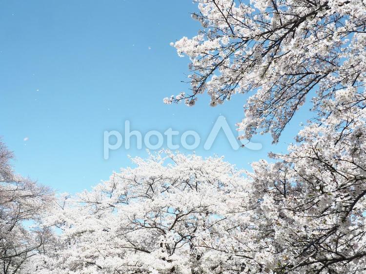 青空に桜、舞う花びら 桜,春,４月の写真素材