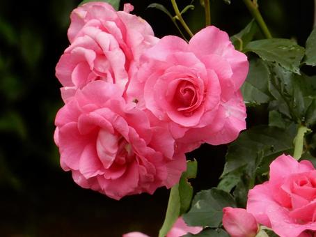 【薔薇の写真】バラの花 【薔薇の写真】バラの花の写真