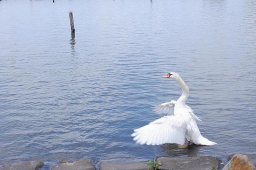 羽ばたく白鳥の写真