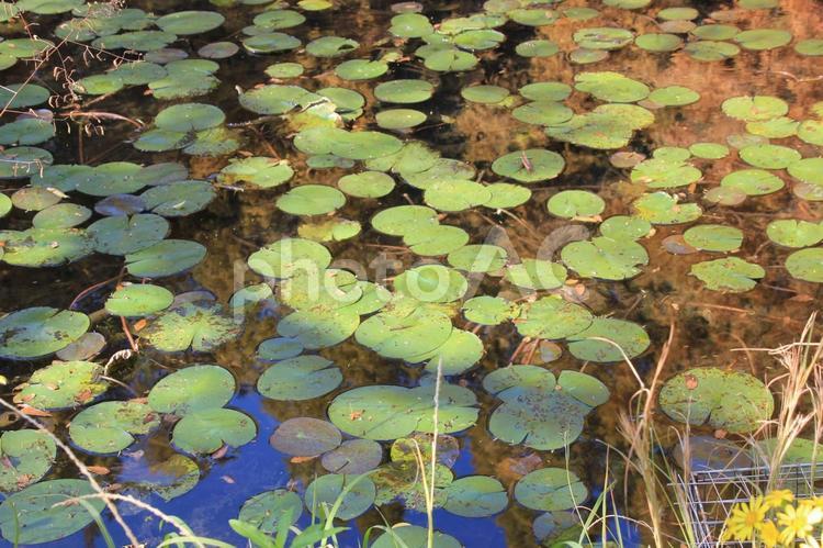 秋の池の水草 秋のイメージ,秋,自然の写真素材