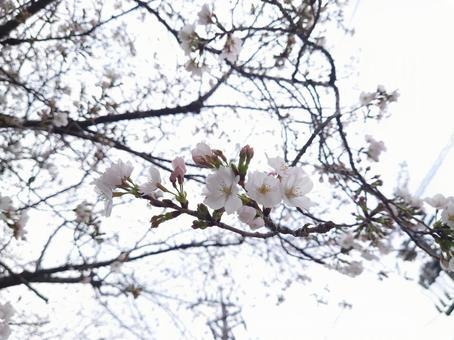 桜の季節 桜の季節の写真