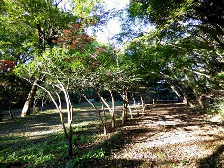 11月の鎌倉・源氏山公園の自然風景 木,木々,樹木の写真素材