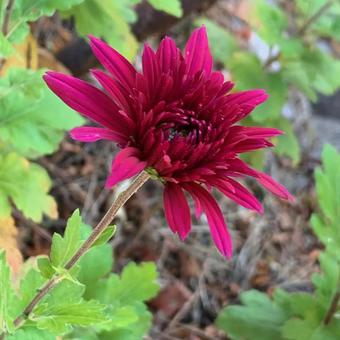 菊　紫 紫の花,菊,秋の写真素材