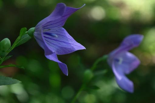 Photo, campanulaceae, flower, bellflower family, 