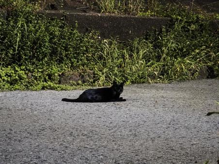 アスファルトでくつろぐ黒猫 猫,黒猫,動物の写真素材