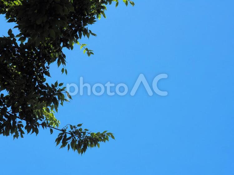 空と木のシルエット 空,青空,青い空の写真素材