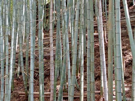 竹林 竹,竹林,自然の写真素材