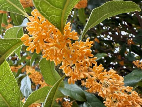 キンモクセイのアップ キンモクセイ,秋,金木犀の写真素材