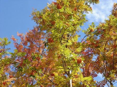 紅葉 紅葉 紅葉,色づき,黄金色の写真素材