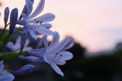 夕暮れに美しく 夕暮れに美しくの写真